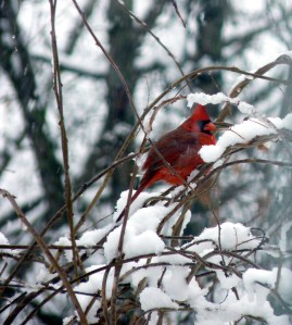 cardinal2