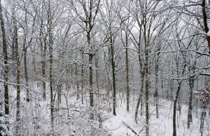 SnowyWoods