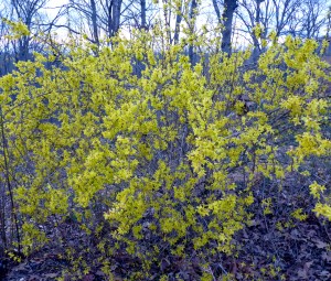 Forsythia Bush