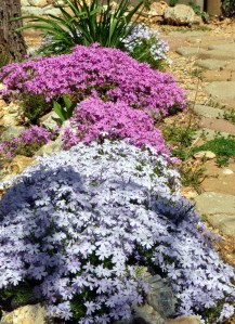 Phlox