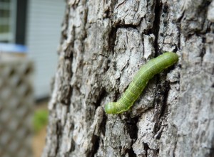 Run little caterpillar!