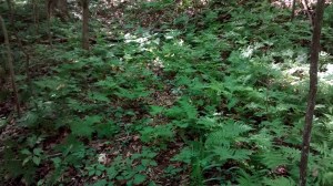 FernWalk 004