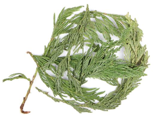 cedarleaf