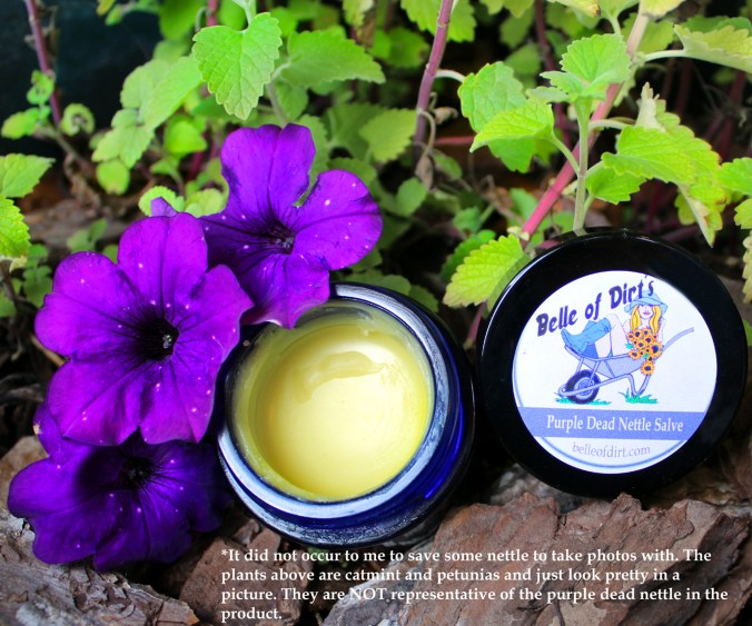 DeadNettleSalvePhoto